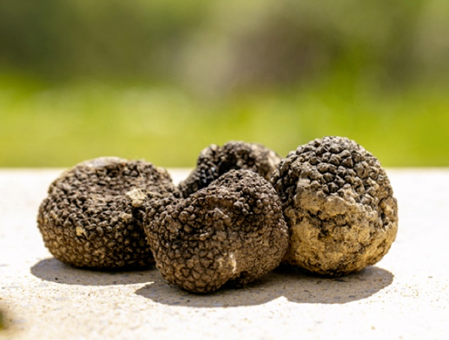 Tartufo Nero Estivo