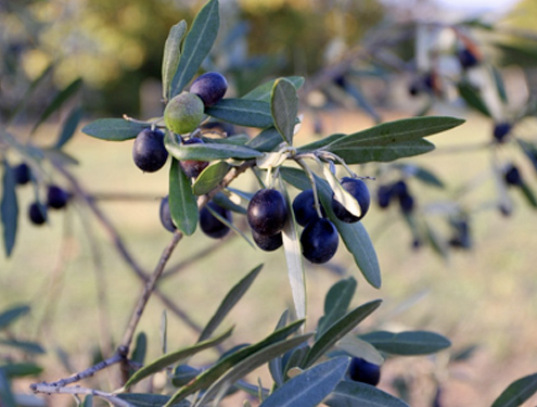 Fiori e olive