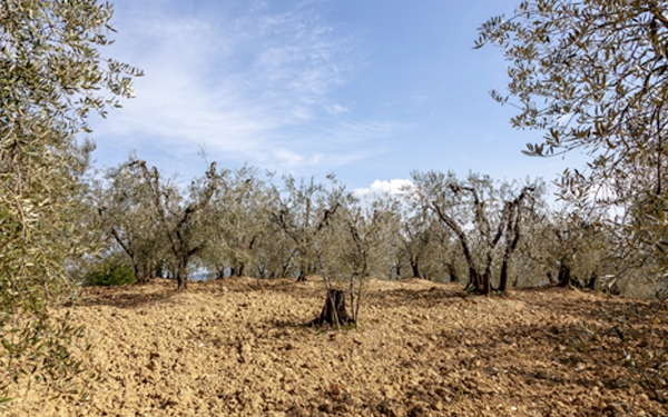 Fiori e olive - Uliveto