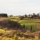 Strade Vino e Olio